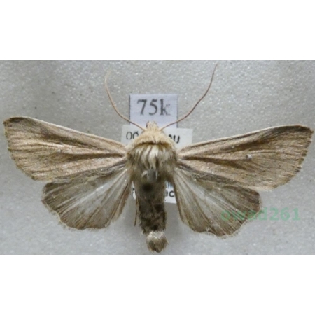 Mythimna sicula (Treitschke, 1835) Austria75k